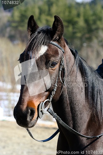 Image of Race horse