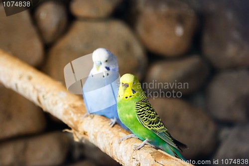 Image of Parakeet couple