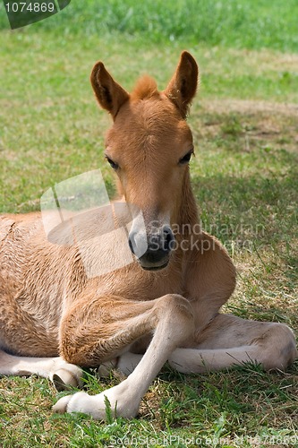 Image of Foal