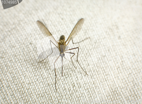 Image of Mosquito trying to bite