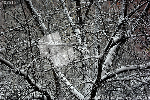 Image of Winter Branches