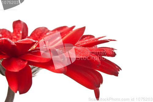 Image of red gerbera flower 