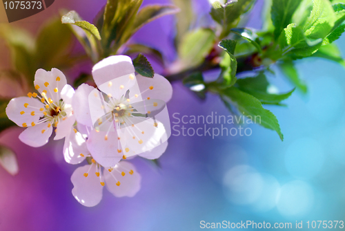 Image of Beautiful blossom flowers 