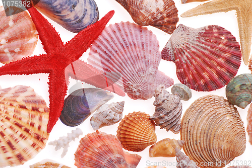 Image of sea shell isolated on white