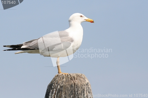 Image of Seagull on the bricola
