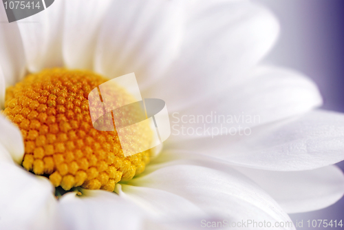 Image of white daisy flower