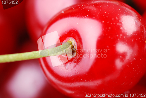 Image of bunch of fresh cherries