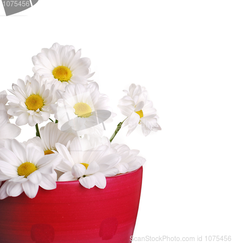 Image of Daisy flowers