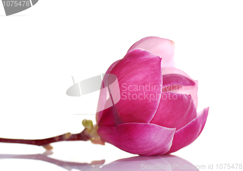 Image of magnolia flower 