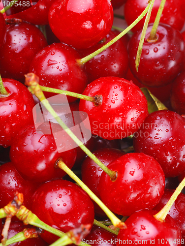 Image of bunch of fresh cherries