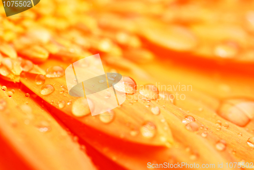 Image of sunflower petals closeup