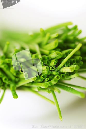 Image of A bunch of fresh chives