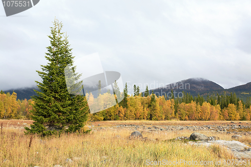 Image of Autumn landscape with a fir