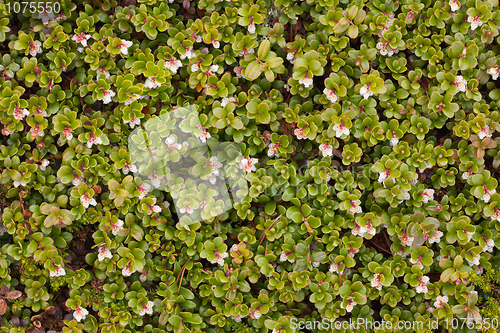 Image of Arctostaphylos uva ursi flowering