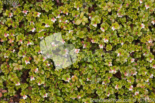 Image of Arctostaphylos uva ursi flowering