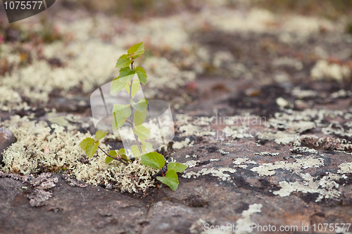 Image of Small birch living on a rock