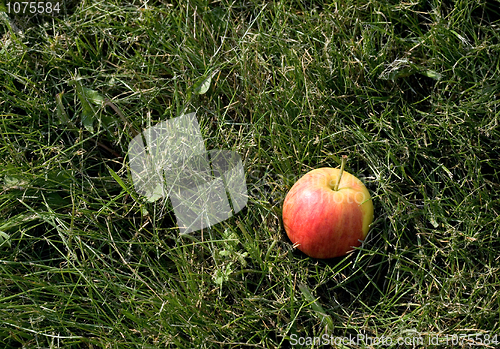 Image of Red ripe apple in garden grass