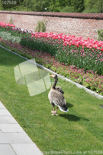 Image of Goose