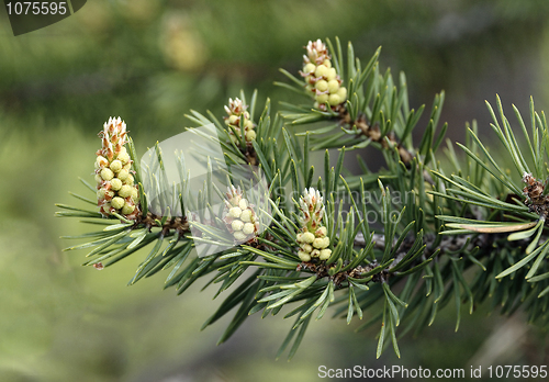 Image of Runaways of a pine close-up
