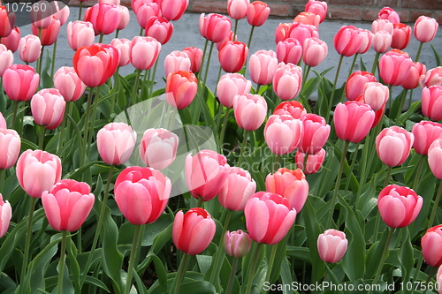 Image of Tulips