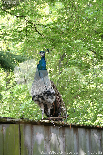 Image of Peacock