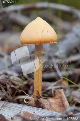 Image of Orange small mushroom in summer wood