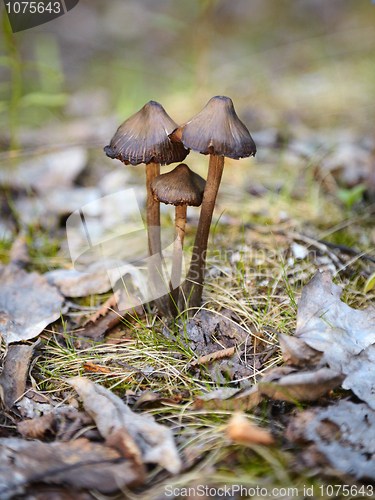 Image of Mycena mushrooms