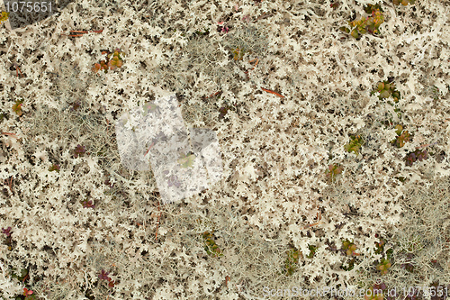 Image of Lichen background - Cetraria nivalis
