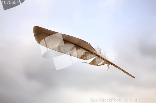 Image of Birds feather on sky background