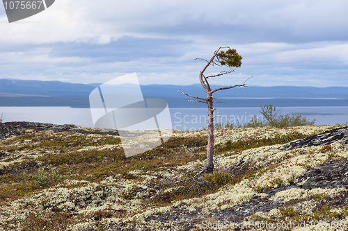 Image of Half-dead pine at mountain top