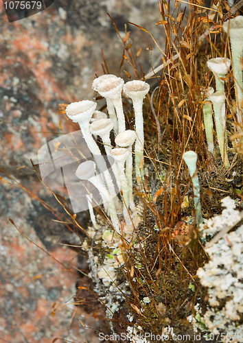 Image of Photo close up of a lichen - Cladonia fimbriata