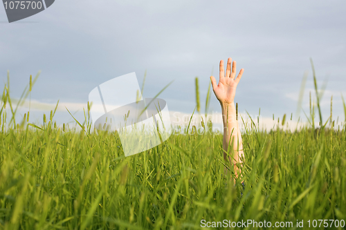 Image of Hand in green grass
