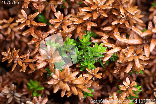 Image of Leaves and runaways crowberry natural background