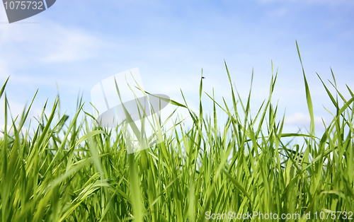 Image of Green grass and black fly