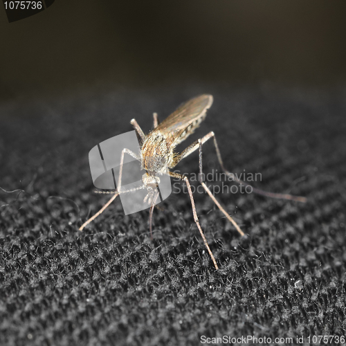 Image of Closeup mosquito bite through a cloth