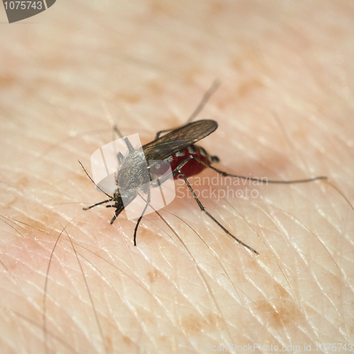 Image of Mosquito has bitten and sucks blood