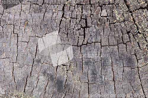 Image of Rotten end face of a pine log background