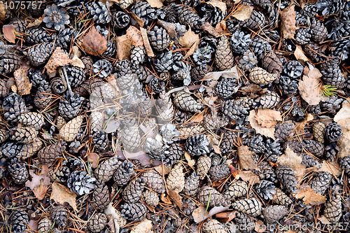 Image of Pine cones on ground background