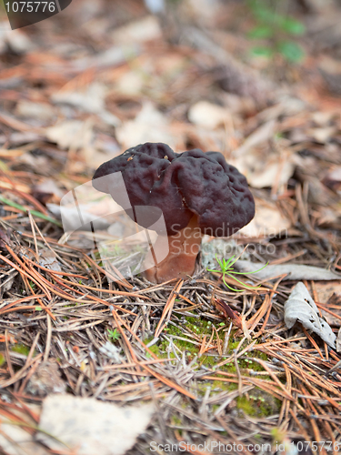 Image of Gyromitra Helvellaceae in wood