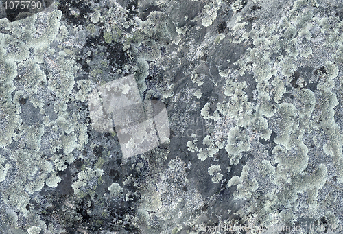 Image of Rock surface covered with lichens