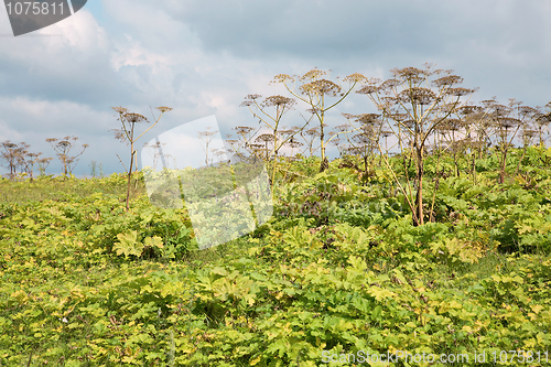 Image of Thickets Heracleum