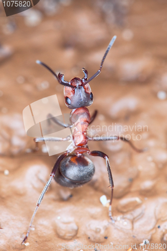 Image of Wood ant in a fighting rack