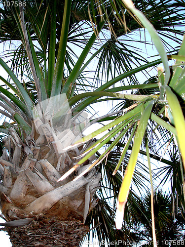 Image of palm tree