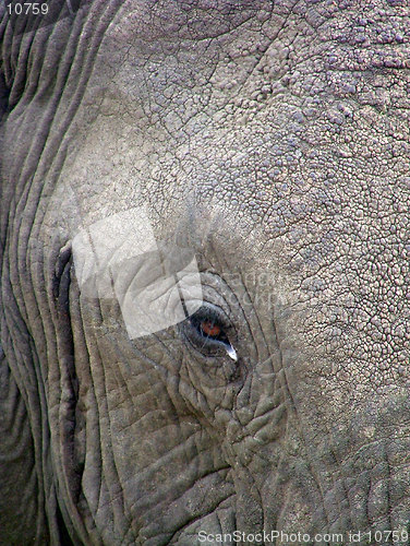 Image of Elephant eye