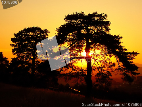 Image of Sunset through the tree