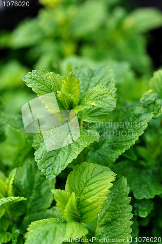 Image of Lemon balm