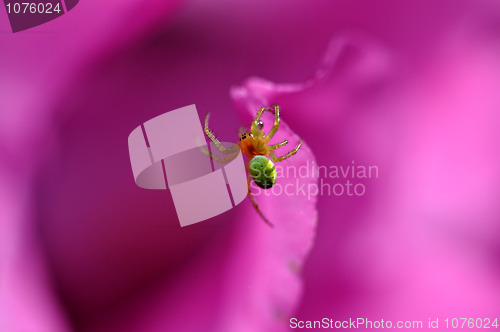 Image of Spider in flower