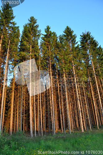 Image of Spruce Forest