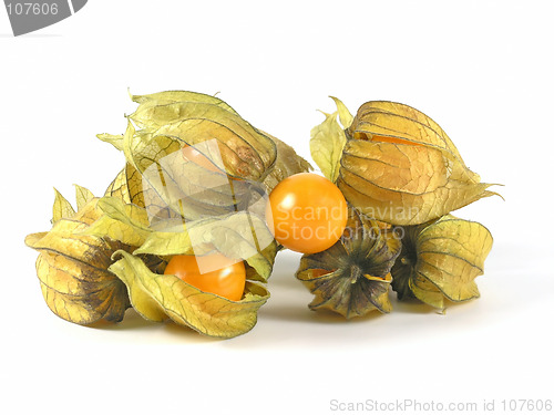 Image of physalis