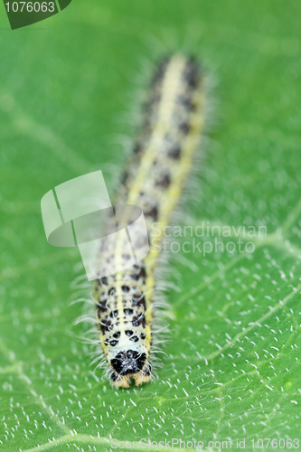 Image of Caterpillar of the butterfly on green leaf